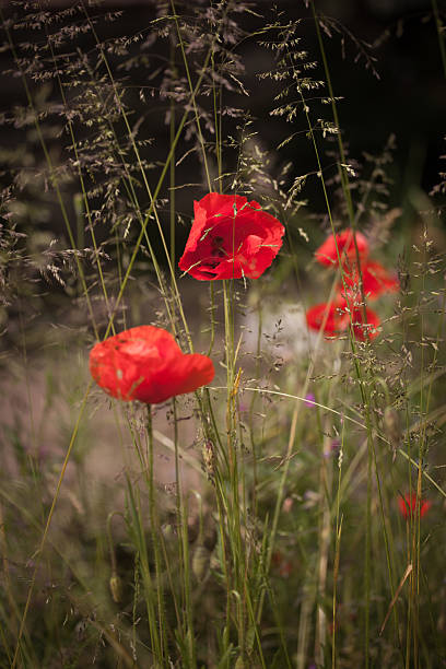 Poppy stock photo