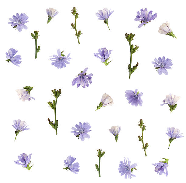 istock Blue flowers floral pattern isolated on white background 544098420