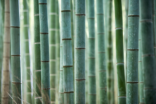 Detail shot of bamboo tree trunks in Arashiyama bamboo forest, Kyoto, Japan.