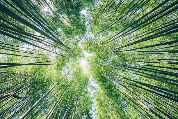istock Arashiyama bamboo forest, Kyoto, Japan 544100932