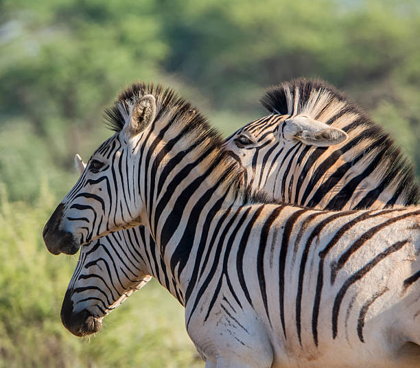 istock Burchell's Zebra Family Group 544101300