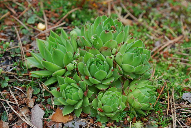 jovibarba globifera vert succulent. - soboliferum photos et images de collection