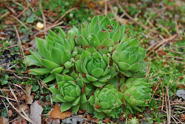 jovibarba globifera verde succulenta. - soboliferum foto e immagini stock