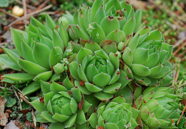 jovibarba globifera verde succulenta. - soboliferum foto e immagini stock