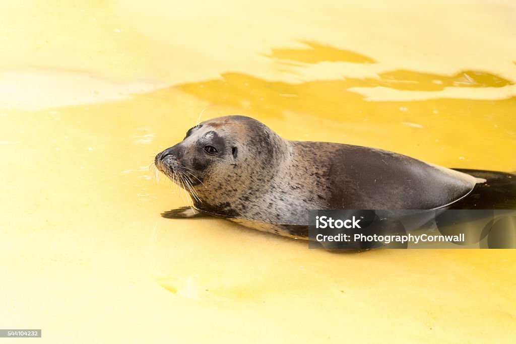 Common Seal Pup Cute Baby Animal Love Concept Stock Photo - Download Image  Now - Adoption, Animal, Animal Wildlife - iStock
