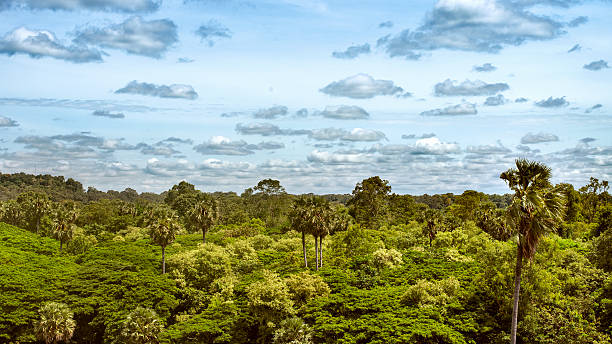 the tropical jungle in Cambodia