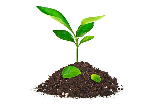 istock Young plant with fallen leaves and humus 544105238