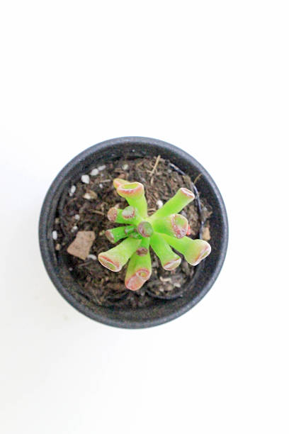istock Crassula ovata ’Gollum’ 544105294