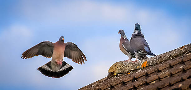 istock Coming in to land. 544106812