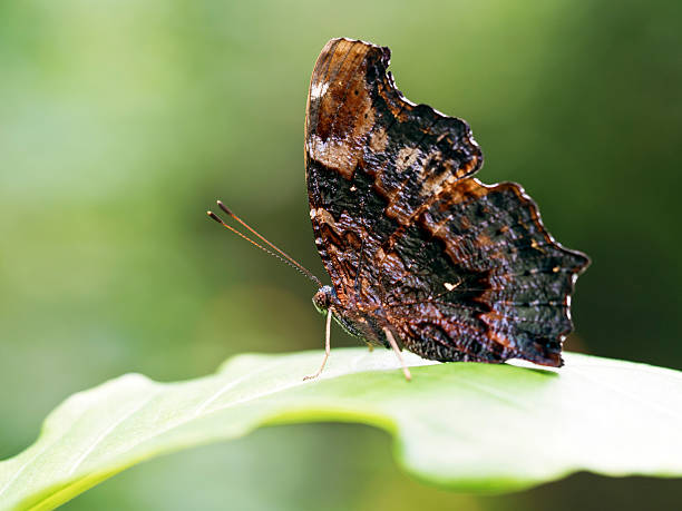 istock Blue Admiral butterfly,Kaniska canace 544107164