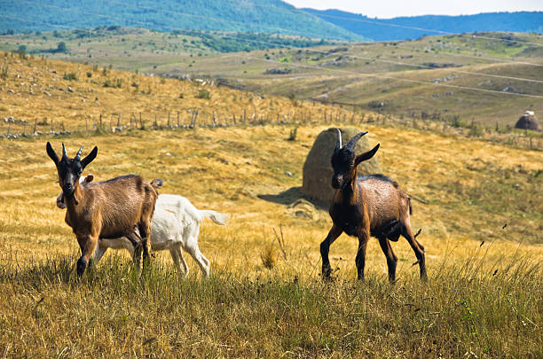 Brown and white goats on a meadow at summer sunny day, Pester plateau, southwest Serbia