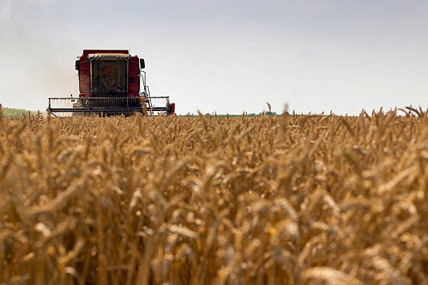 istock Combine harvester harvesting wheat. Grain harvesting combine. 544107292