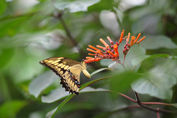 istock Yellow dovetail butterfly 544107858