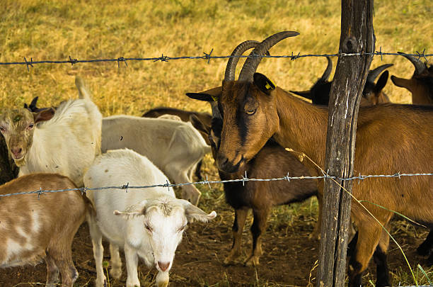istock Brown and white goats on meadow at summer sunny day 544107896
