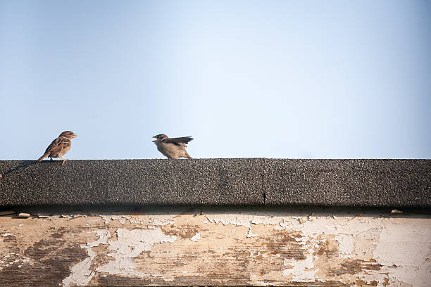 Fledging sparrow waiting to be fed by mother