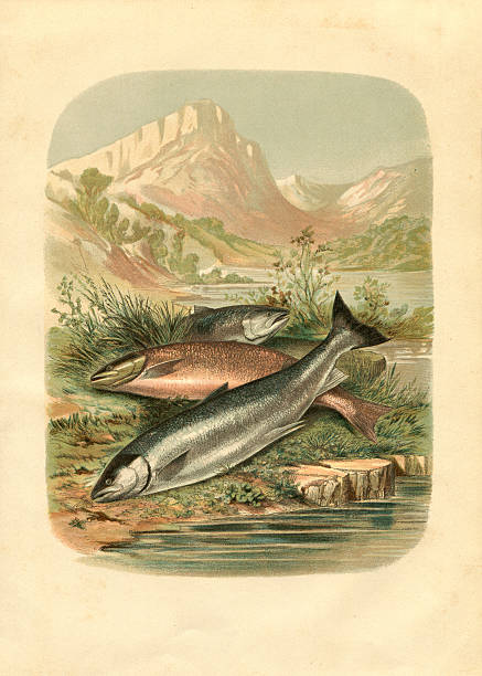 Salmon trout fish engraving 1881 Steel engraving different salmon and trout fishing industry illustrations stock illustrations