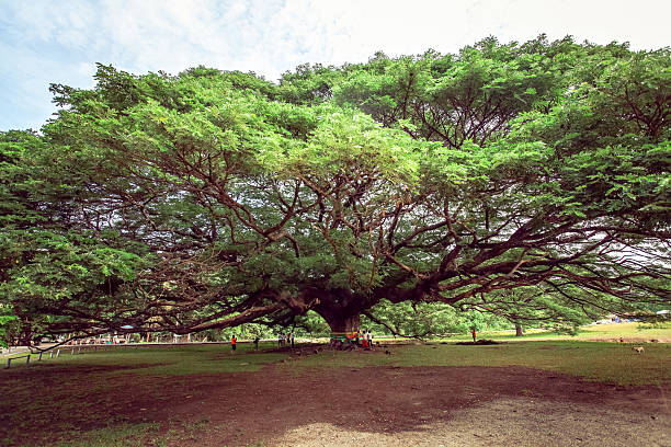 Giant Rain tree (Albizia saman or monkeypod) in Kanchanaburi, Thailand stock photo