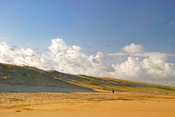 istock Beach landscape with a cloud of birds 544108892