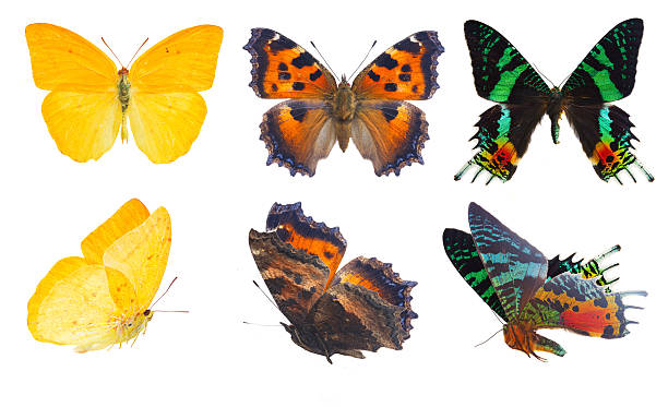istock apricot sulphur butterfly 544109380