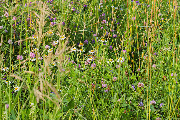 istock Blooming wild flowers on the meadow at summer, sunny day. 544109976