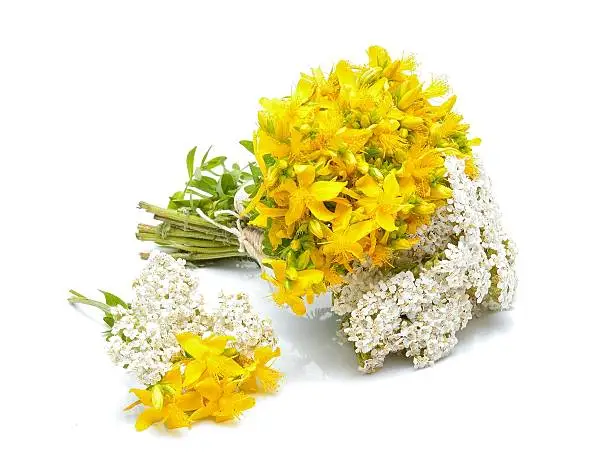 Hypericum flowers and yarrow flowers on white