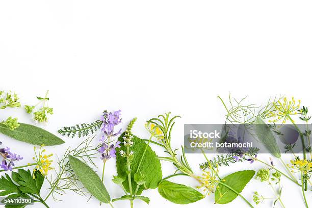 Medicinal Herbs On White Background Stock Photo - Download Image Now - Herbal Medicine, Herb, Freshness