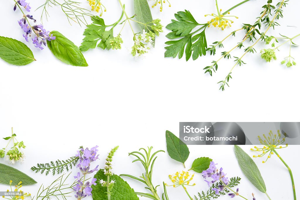 medicinal herbs on white background frame of medicinal herbal leaves and flowers on white background Herbal Medicine Stock Photo