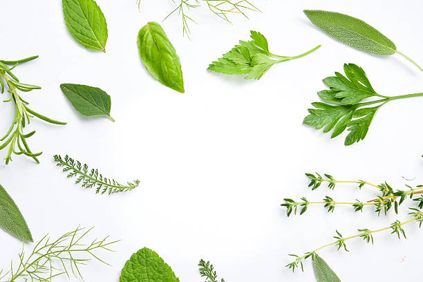 medicinal herbs on white background stock photo