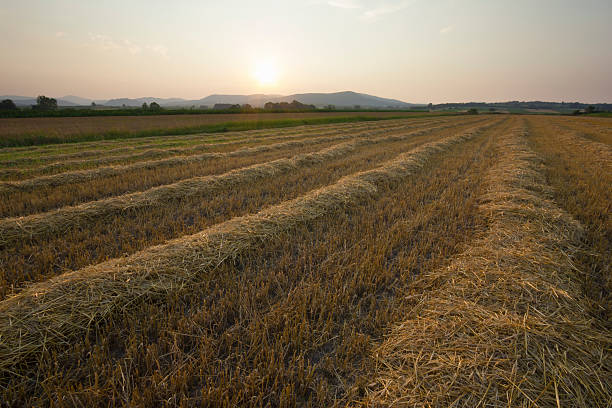 Lawn wheat field in summer sunset. Photo is taken with dslr camera and wide angle lens at European countryside. Lens flare slightly visible.