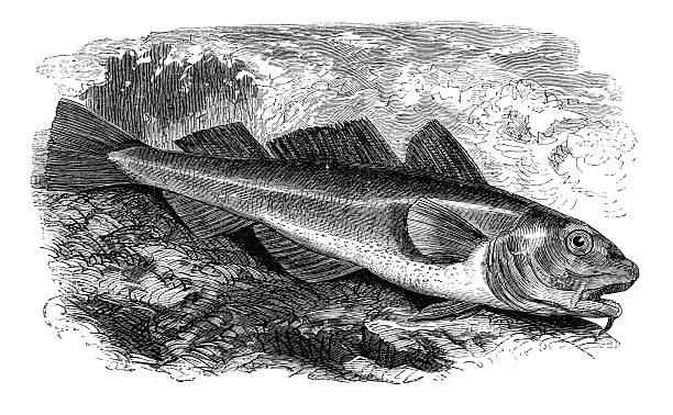 Steel engraving of the Alaska pollock or walleye pollock ( Gadus chalcogrammus ) formerly ( Theragra chalcogramma ) is a marine fish species of the cod family Gadidae.