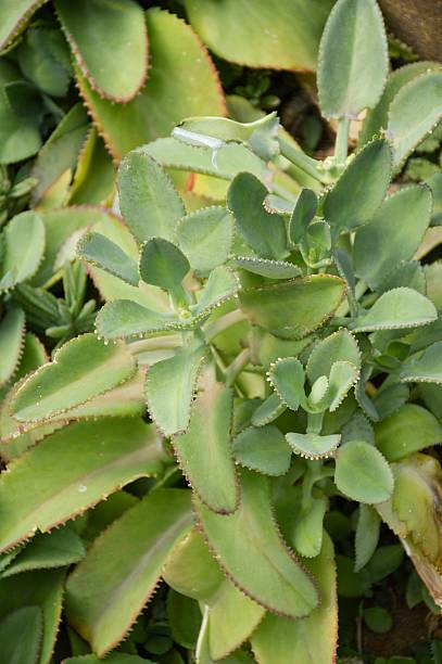 istock Bryophyllum daigremontiana plants 544110924