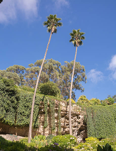 istock Two tall palm trees reaching from the sky 544111646