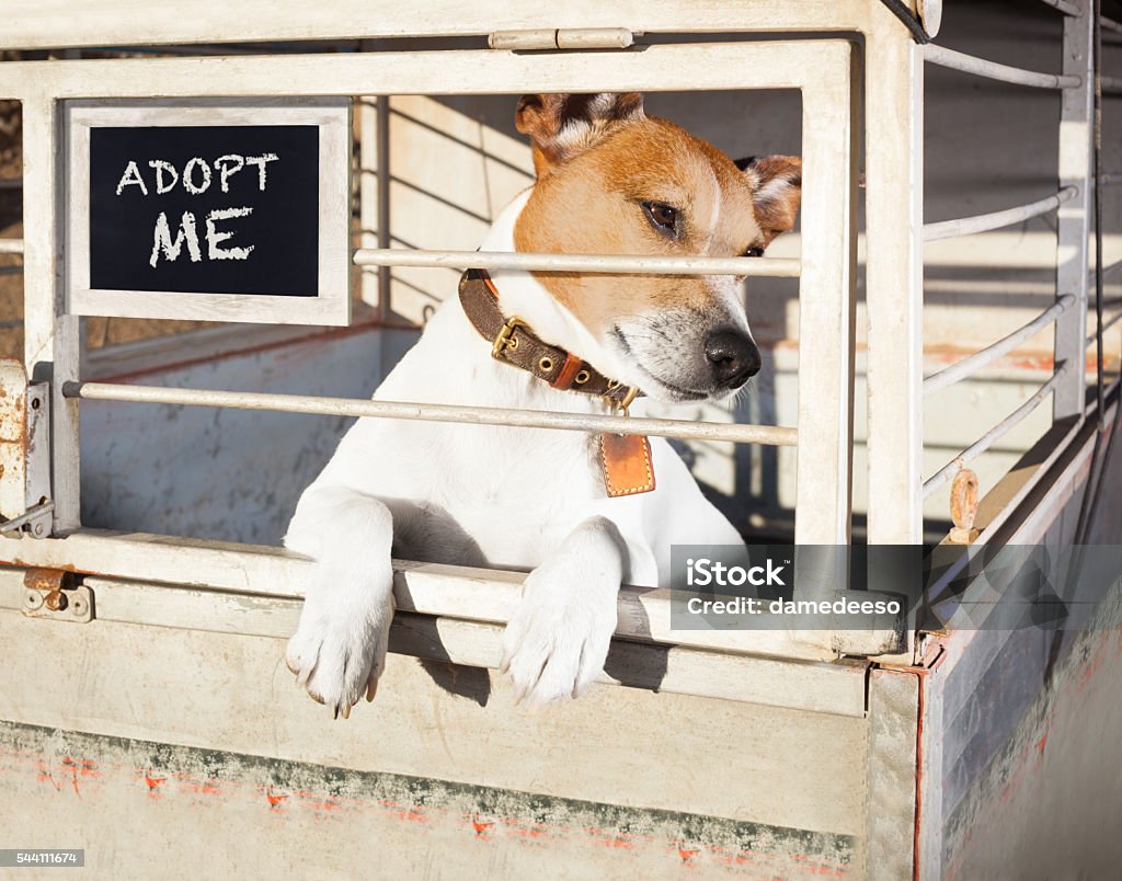 chien dans la cage du refuge - Photo de Chien libre de droits