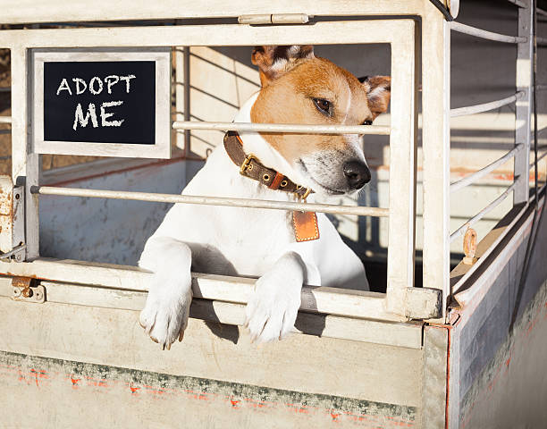 dog in shelter cage