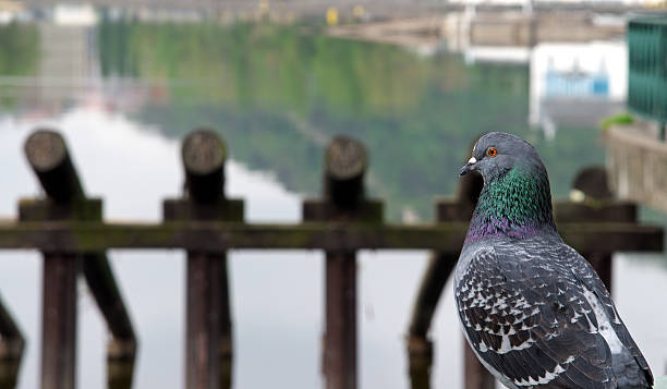 istock Detail pigeon near the river 544112040