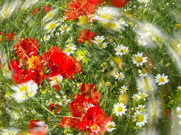 double exposure of a field of daisies and poppies