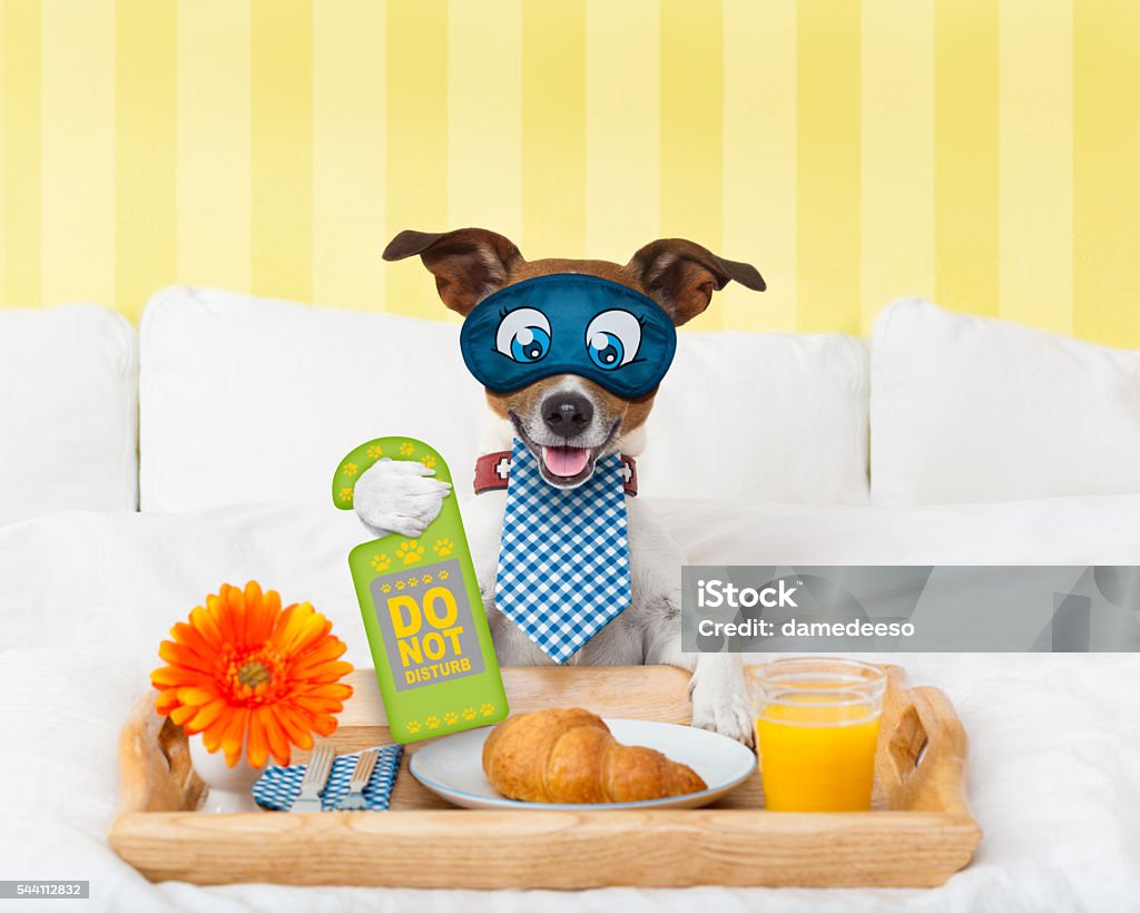 do not disturb sign with dog jack russell dog in hotel  having room service withdo not disturb sigh  in paw with breakfast in bed , eyes covered by an eye mask Agreement Stock Photo