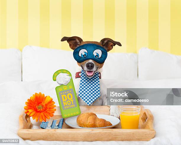 Do Not Disturb Sign With Dog Stock Photo - Download Image Now - Agreement, Animal, Authority