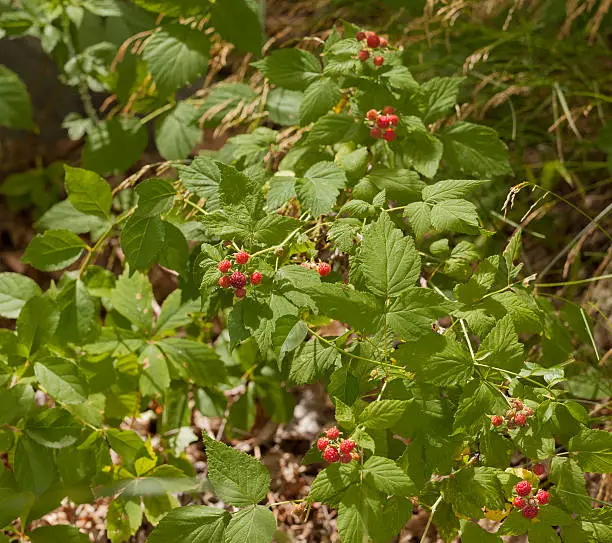 Wild red raspberries