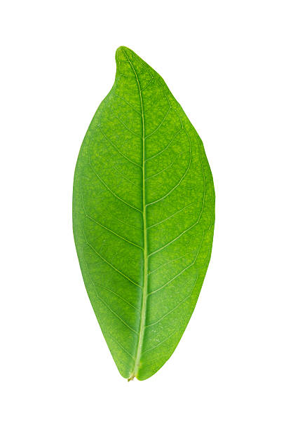 istock Green leave isolated on white background has clipping path. 544114062