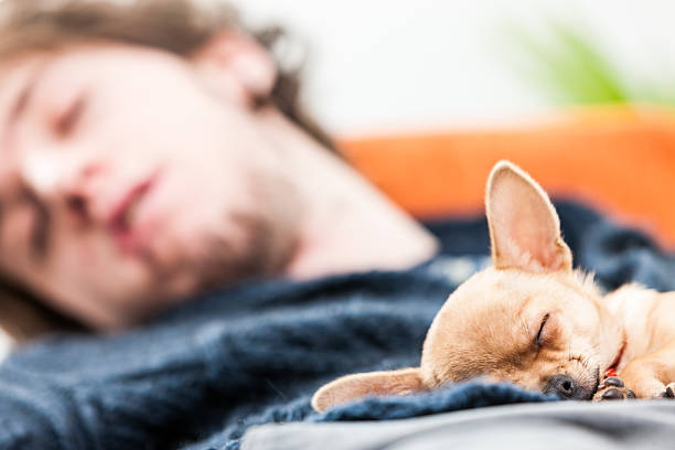 istock Little chihuahua dog sleeping on a man 544114802