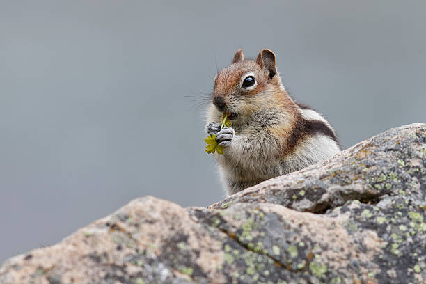 istock Golden-mantled Ground Squirrel - Jasper National Park, Canada 544115414