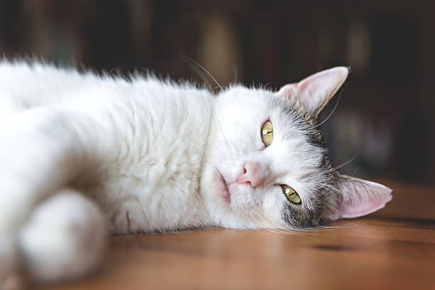 istock portrait of a cat 544115492