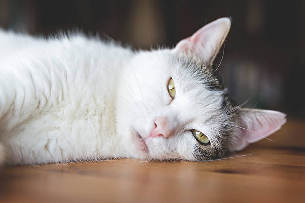 istock portrait of a cat 544115526