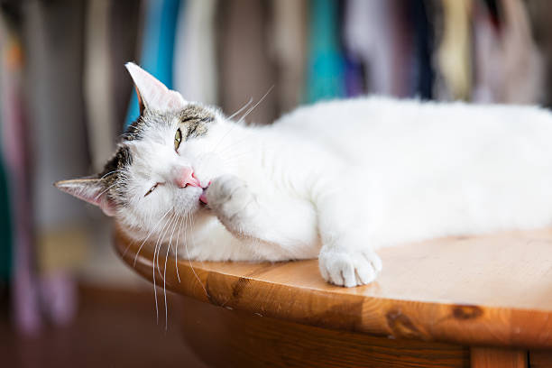istock portrait of a cat 544115982