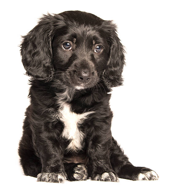 istock Duchshund puppy 544116286
