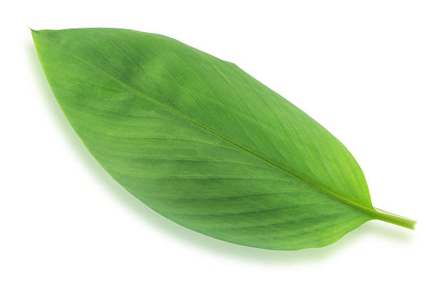 istock Green leave isolated on white background has clipping path. 544116638