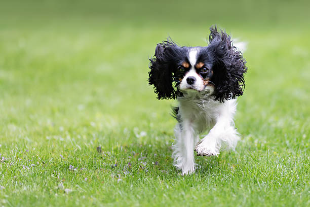 istock portrait of a dog 544116856