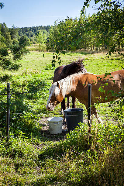 Horses grazing on field in summer day, much greenery, in Finland