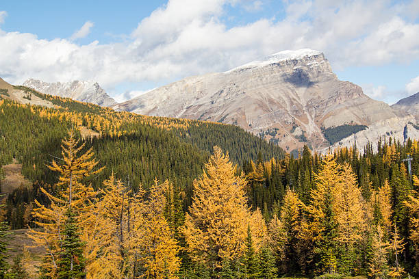 istock Mount Bourgeau, Sunshine Village 544117078